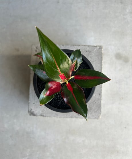 あられAglaonema“ANDAMAN” 芋 あられAglaonema“ANDAMAN” 芋 あられAglaonema“ANDAMAN” 芋 あられ