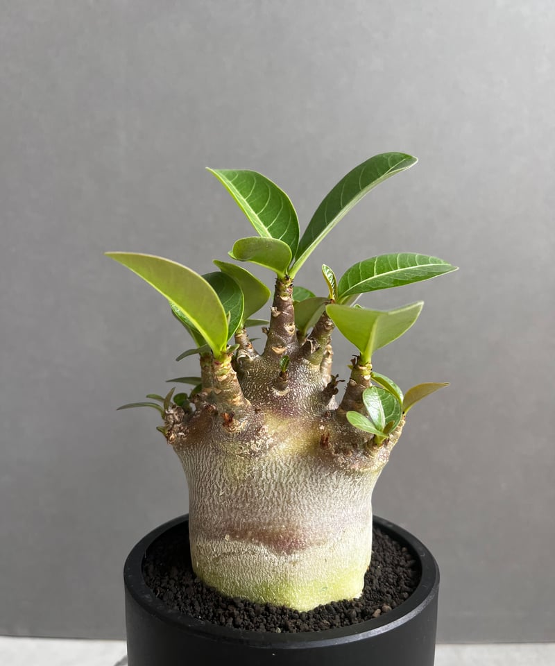アデニウム アラビカム スーパー ドワーフ “ブラック” 「Adenium