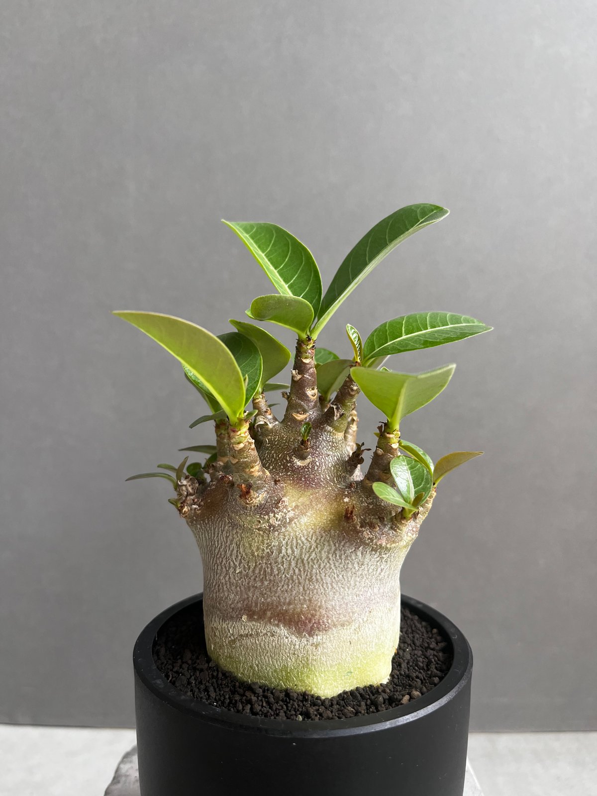 アデニウム アラビカム スーパー ドワーフ “ブラック” 「Adenium