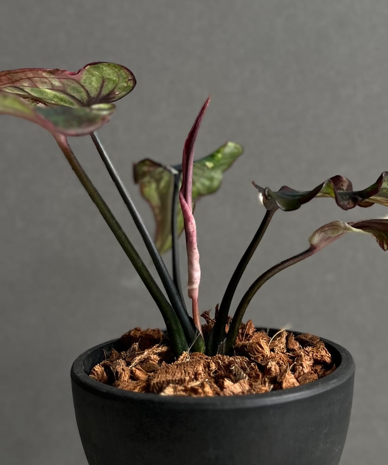 全11種類セット　11株セット　カラジュウム　カラジウム　カラジューム Amazon カラジューム カラジューム 赤 ガラジューム 植物の魅力と