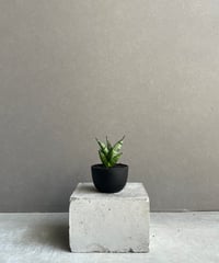 サンセベリア コヨーテ 「Sansevieria Coyote」3/16-110 | SHOU