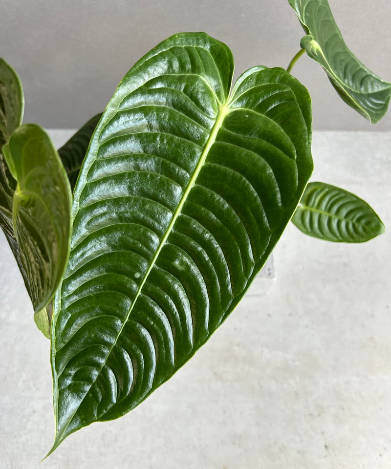 アンスリウム ベイチー 「Anthurium veitchii」29I | SHOUCHIKUEN