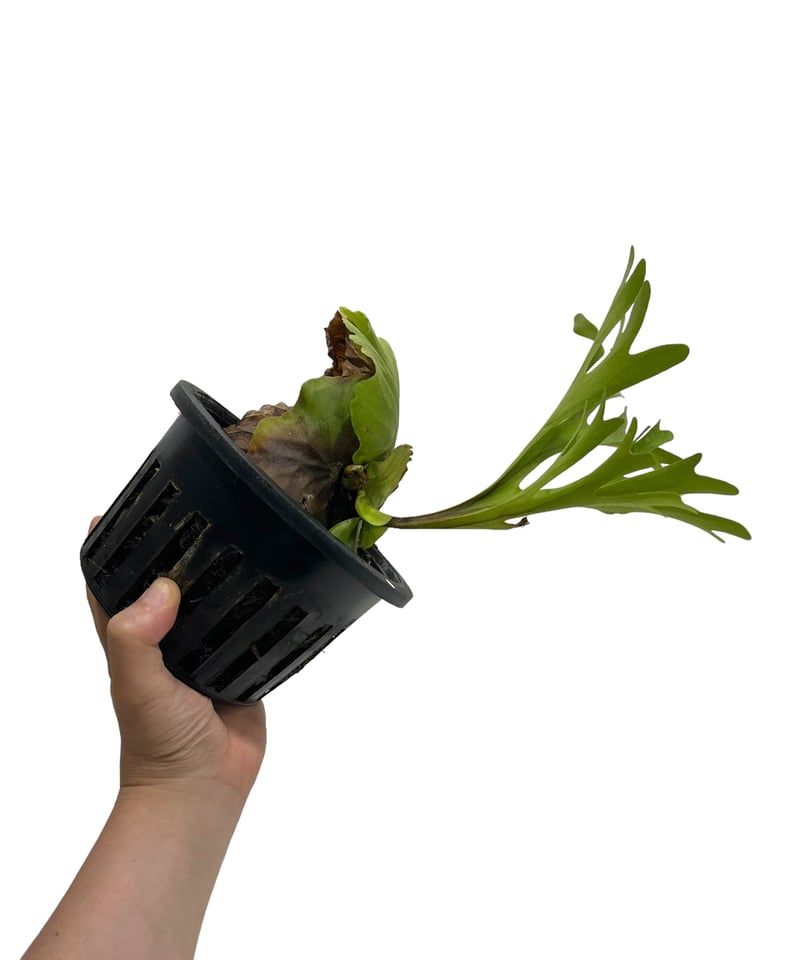 ビカクシダ キッチャクード 細葉 「Platycerium Mt. Kitshakood Th
