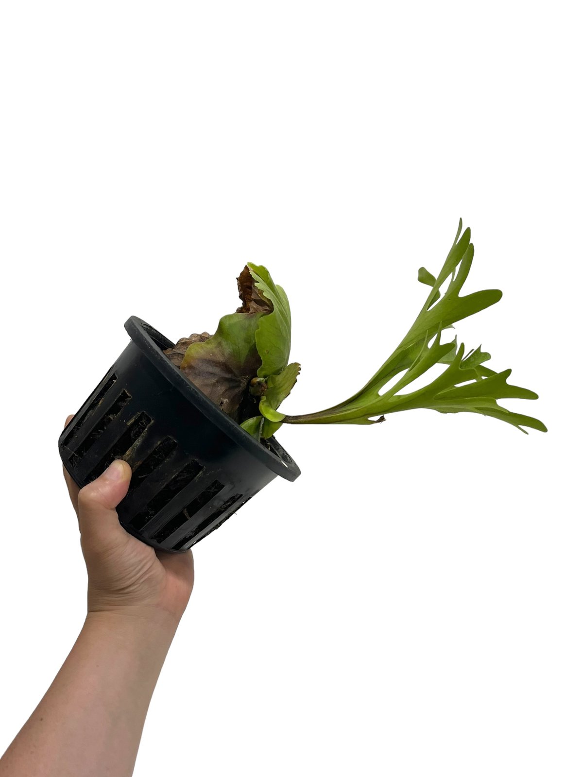 ビカクシダ キッチャクード 細葉 「Platycerium Mt. Kitshakood Th