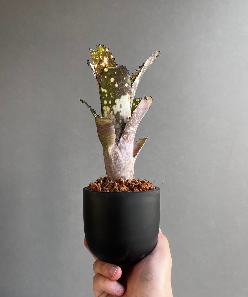 ビルベルギア コールド フュージョン 「Billbergia Cold Fusion