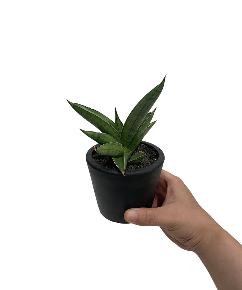 サンセベリア V ハイブリッド「Sansevieria V hybrid」26E-1 | SH サンセベリア V ハイブリッド「Sansevieria V hybrid」26E-1 | SH