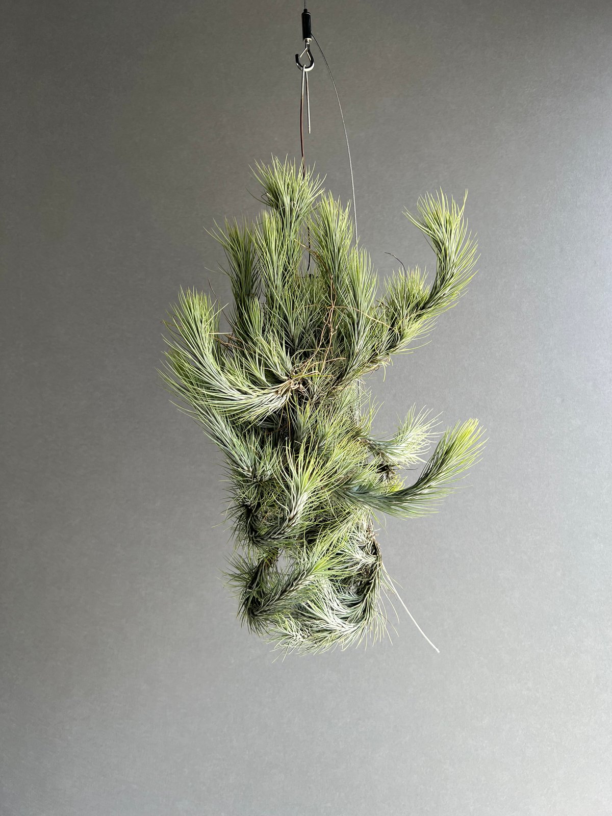 購入不可 チランジア フンキアナクランプ(4頭クランプ) ティランジア フンキアナ クランプ 「Tillandsia funckiana