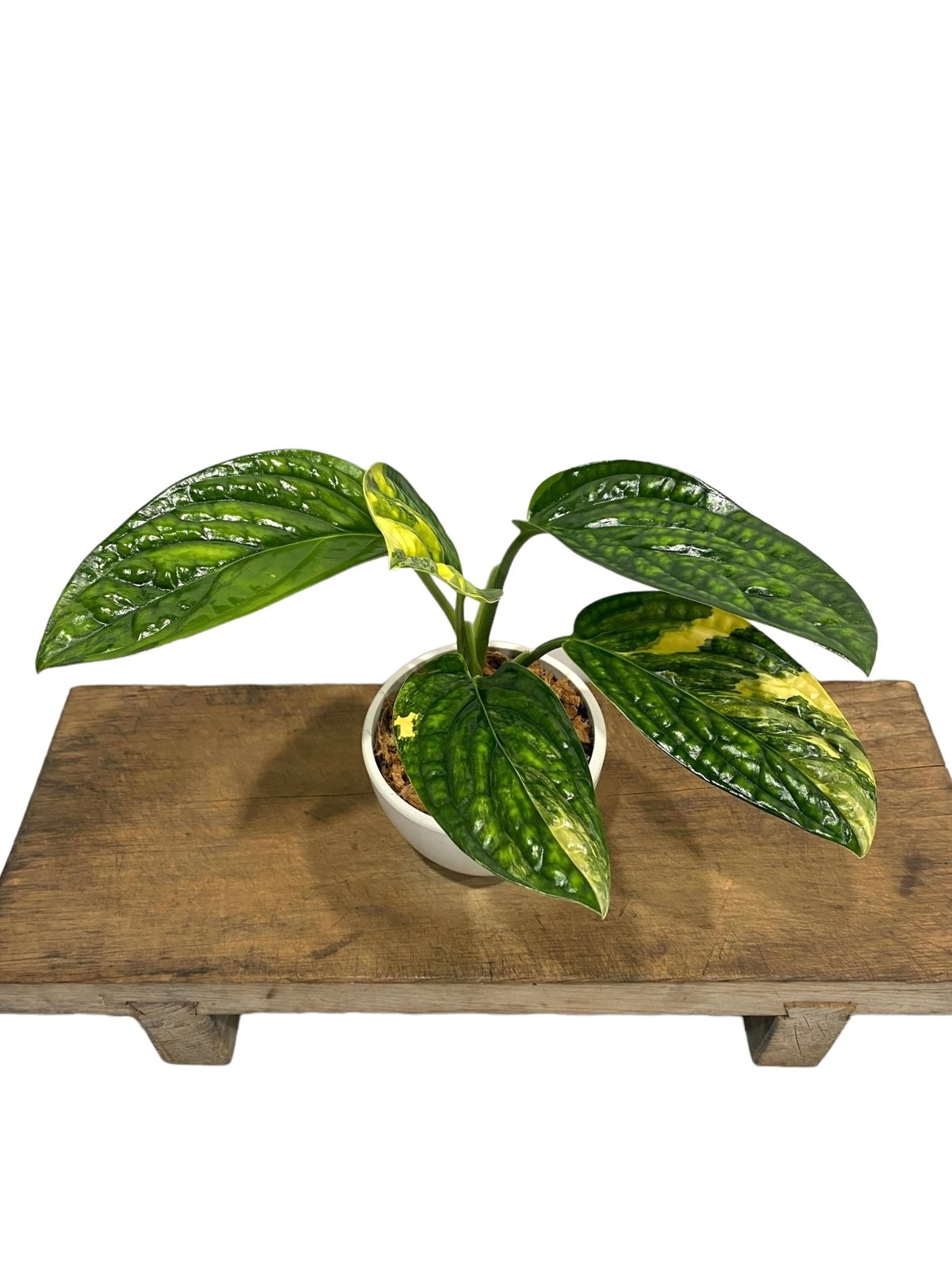 モンステラ カルステニアナム (ペルー) 斑入 「Monstera Karstenianum