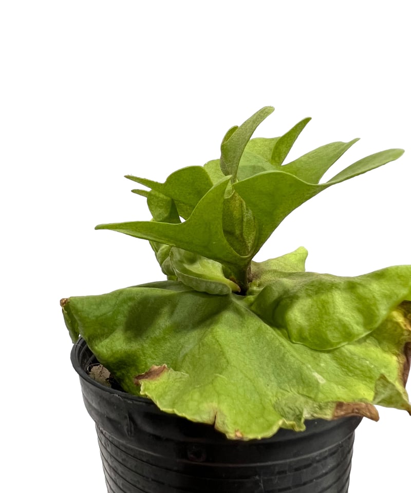 ビカクシダ リドレイ シルベリー ドワーフ 「Platycerium ridleyi Silv ビカクシダ リドレイ シルベリー ドワーフ 「Platycerium ridleyi Silv