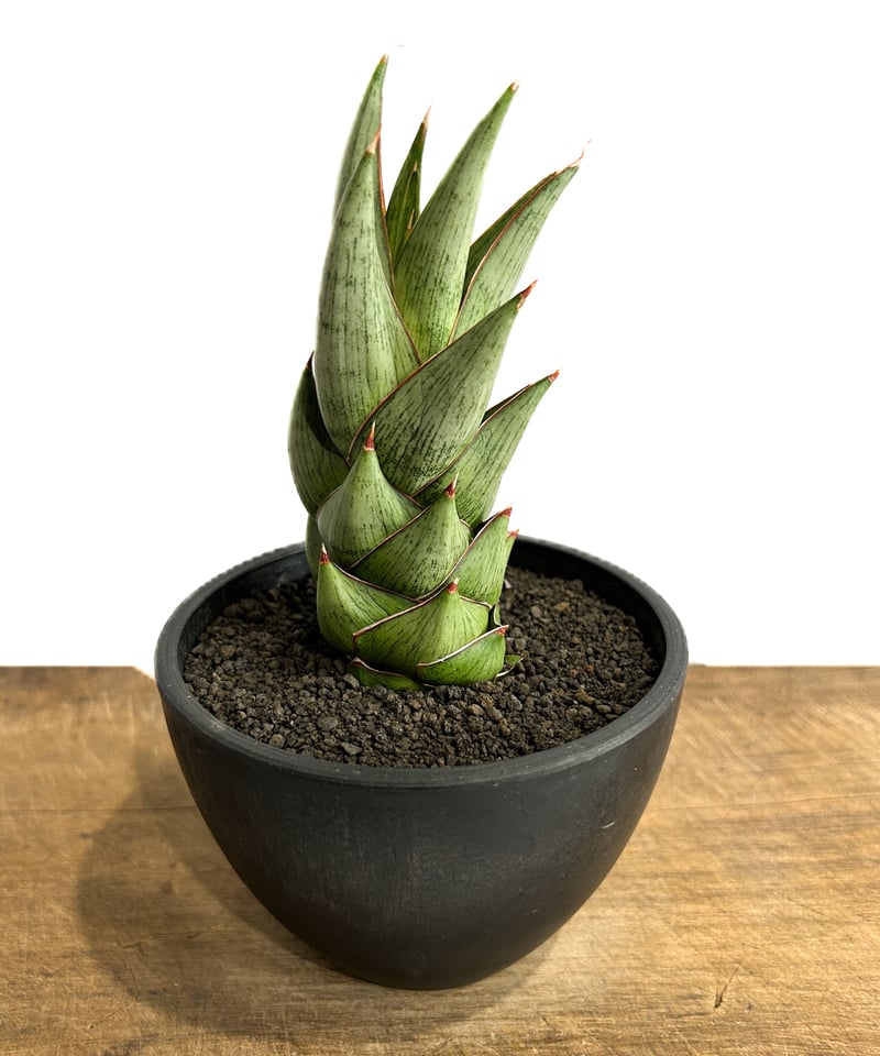 サンセベリア ロックマン (変異種)「Sansevieria Rock Man (mutate