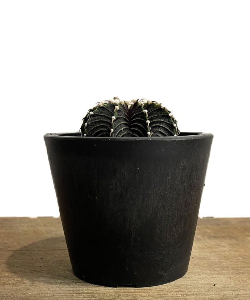 ギムノカリキウム フリードリヒ “VOS1241” KG 「Gymnocalycium fr ギムノカリキウム フリードリヒ “VOS1241” KG 「Gymnocalycium fr
