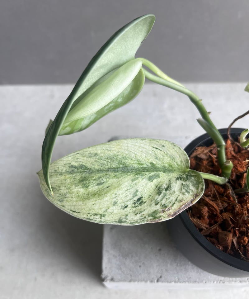 スキンダプサス エキゾチカ ホログラム 「Scindapsus exotica スキンダプサス エキゾチカ ホログラム 「Scindapsus exotica