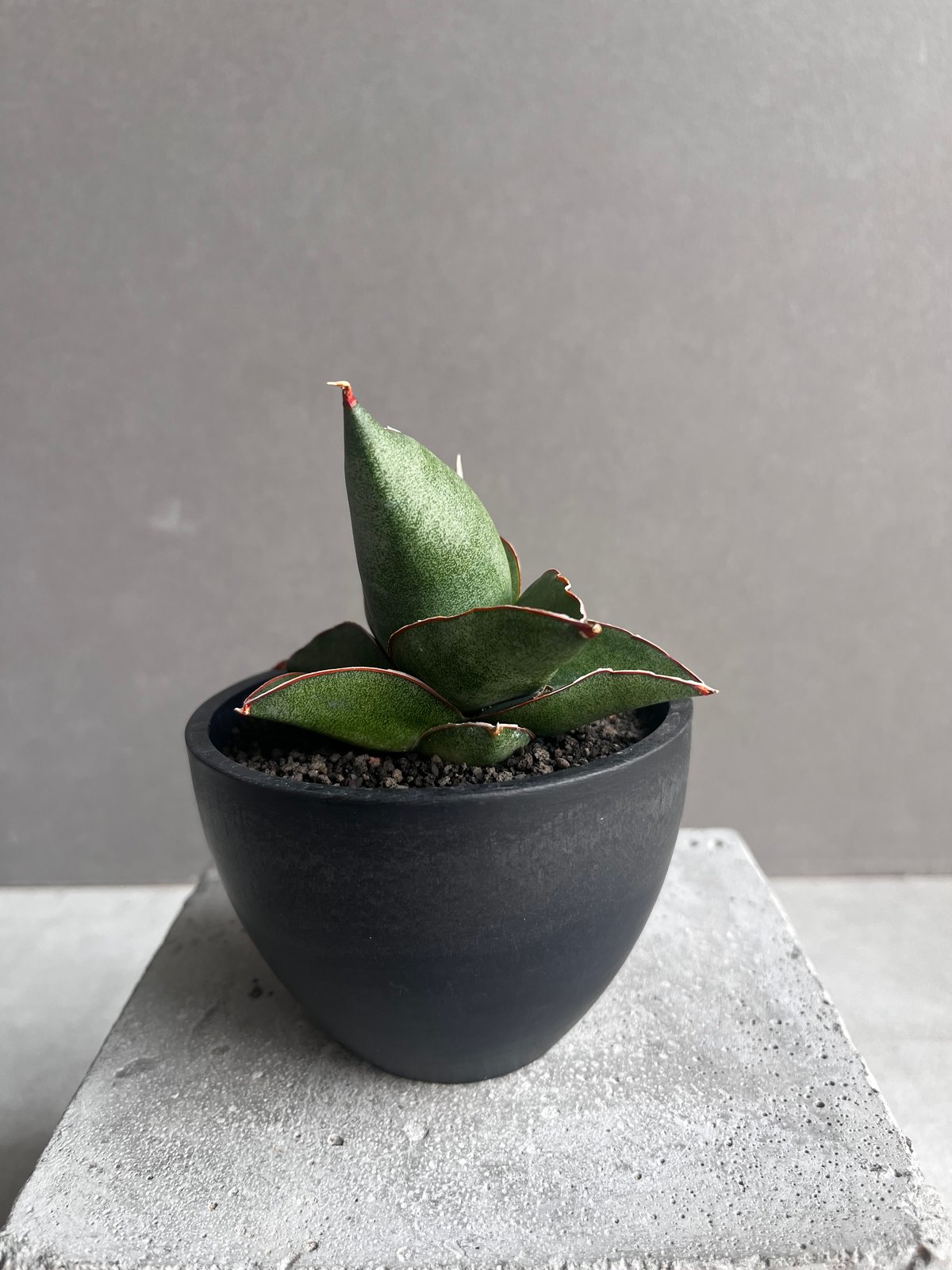 サンセベリア オペラ ハウス 「Sansevieria Opera House 」36B |