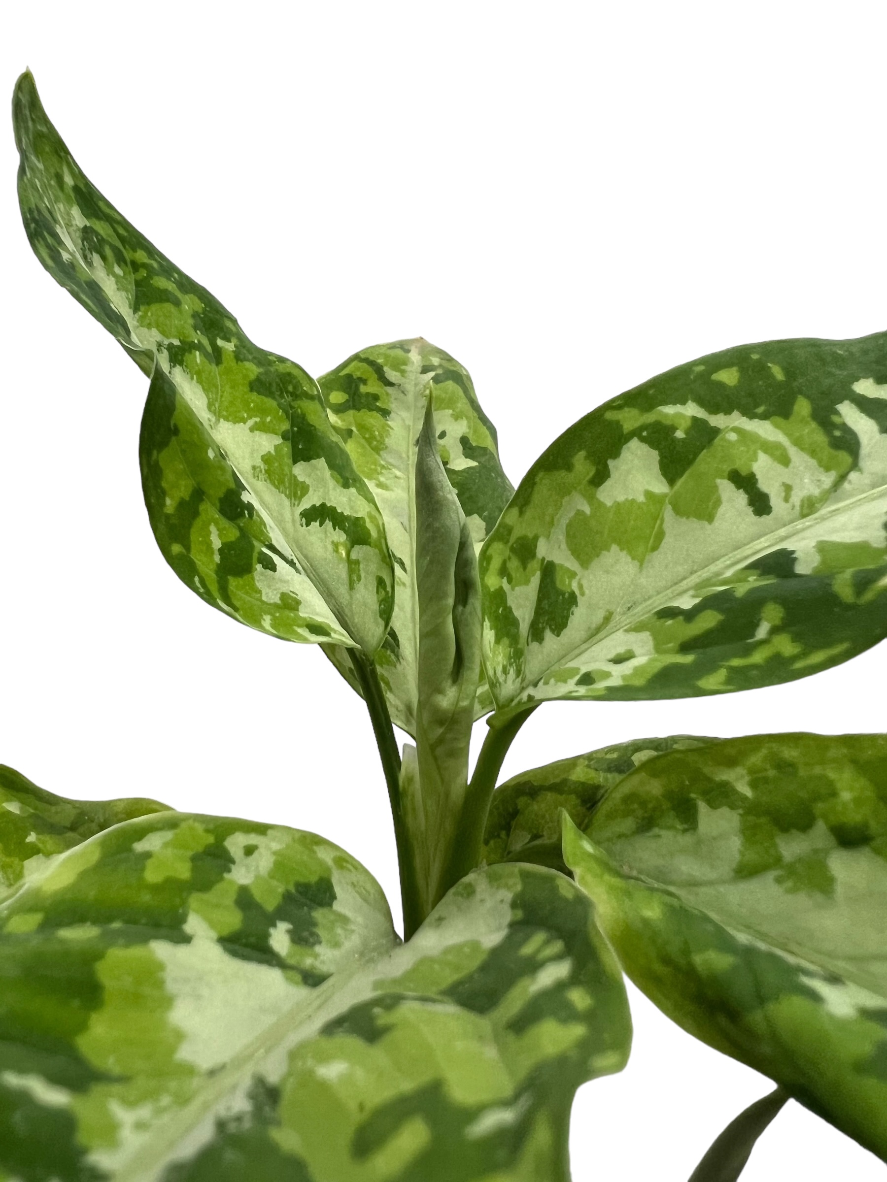 アグラオネマ ピクタム トリカラー「Aglaonema pictum tricolor」69P
