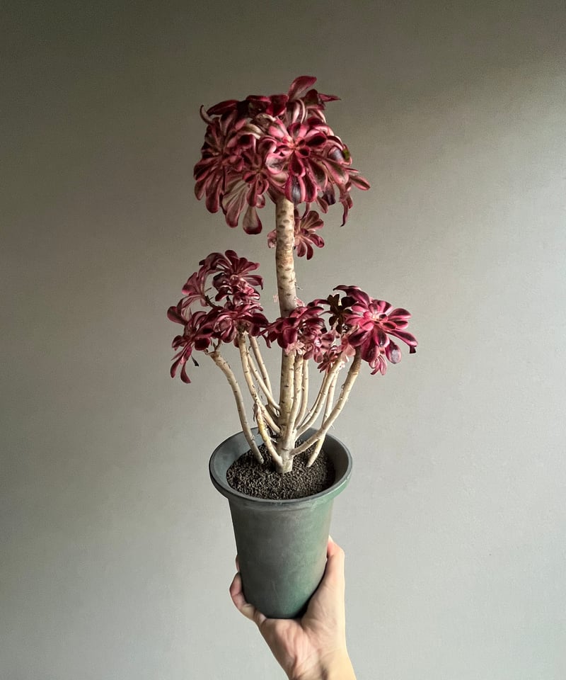 アエオニウム 'シャネル' 「Aeonium 'Chanel'」31N | SHOUCHIKUEN
