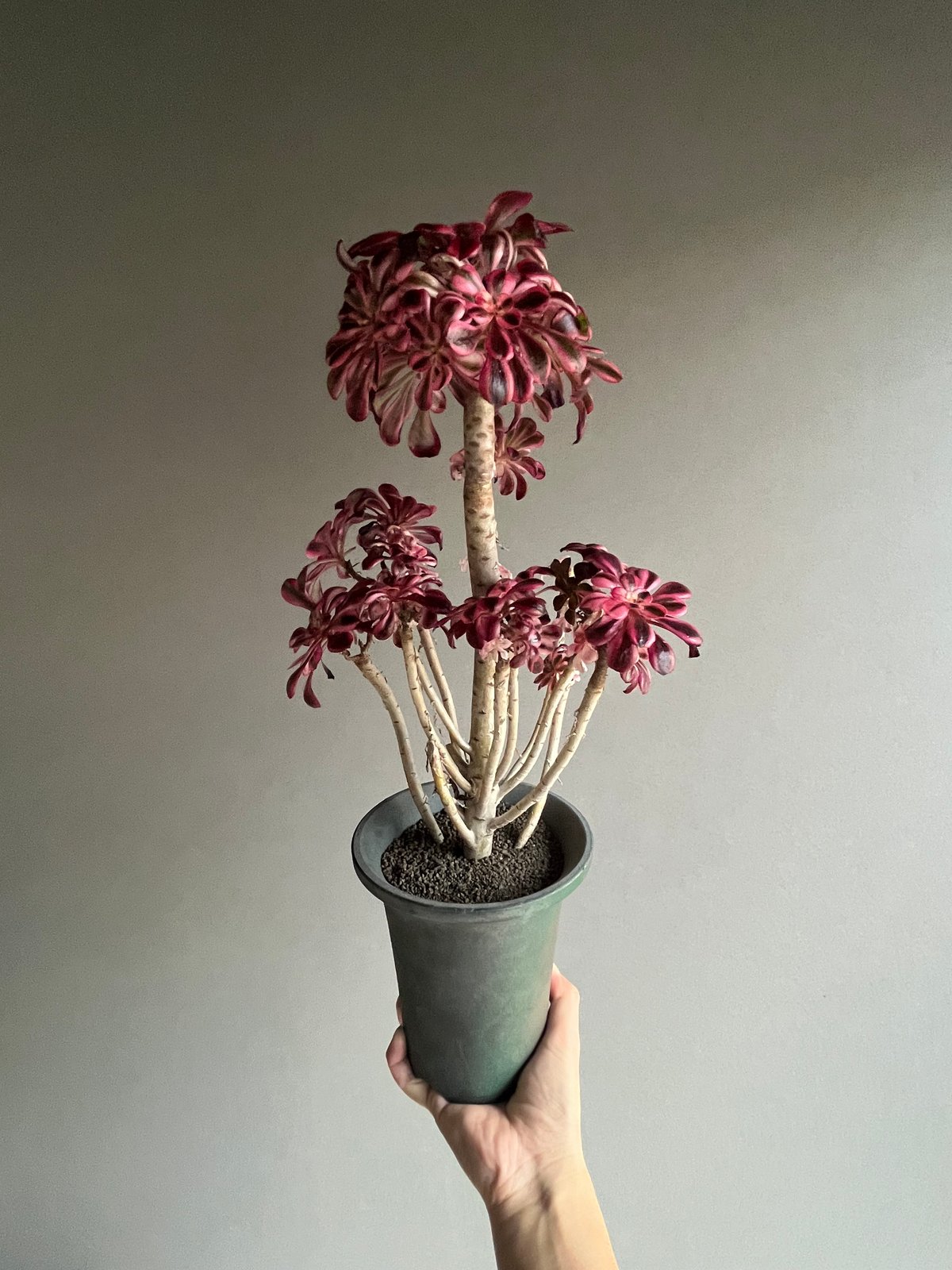 アエオニウム 'シャネル' 「Aeonium 'Chanel'」31N | SHOUCHIKUEN
