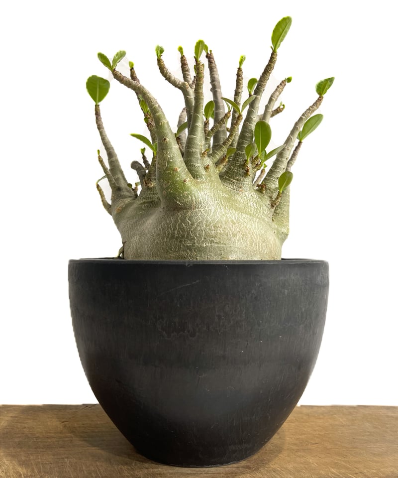 アデニウム アラビカム ドワーフ タイプ「Adenium arabicum dwarf ty