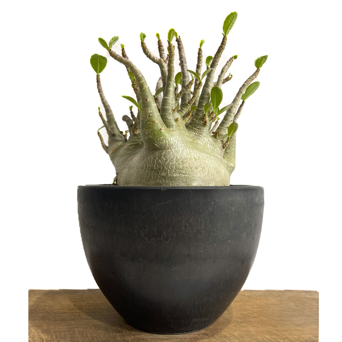 アデニウム アラビカム ドワーフ タイプ「Adenium arabicum