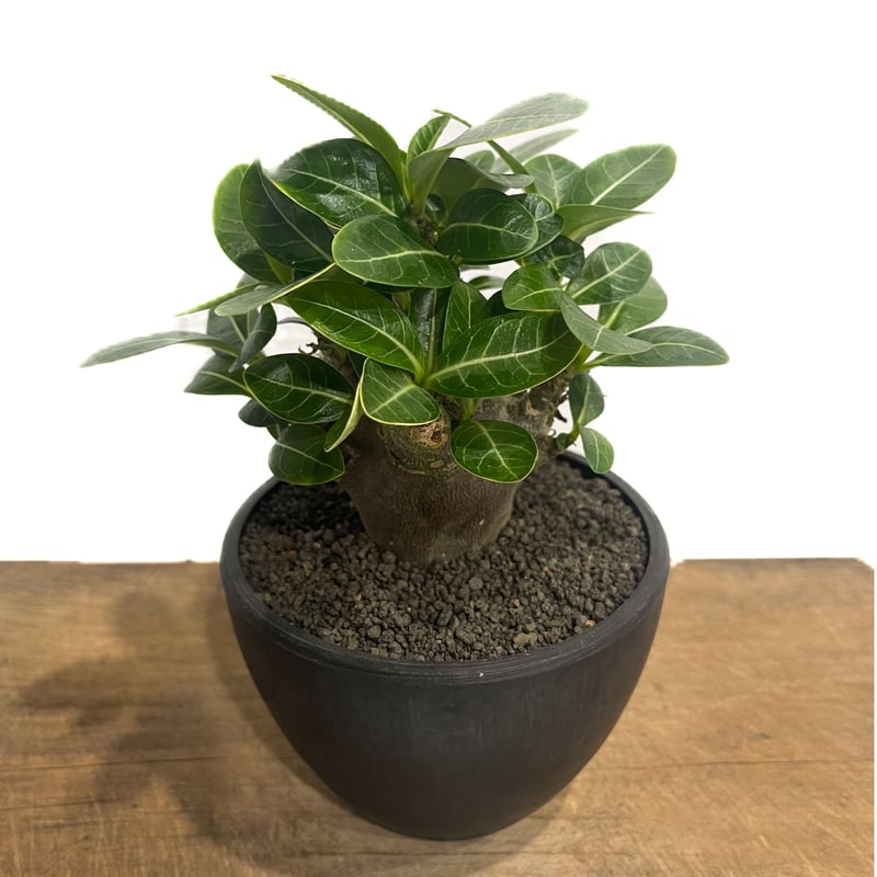 【激レア/ドワーフ/超極太/塊根植物】アデニウム アラビカム V2ハックB-23 マル様専用【レア/超極太/ドワーフ/塊根】アデニウム アラビカム