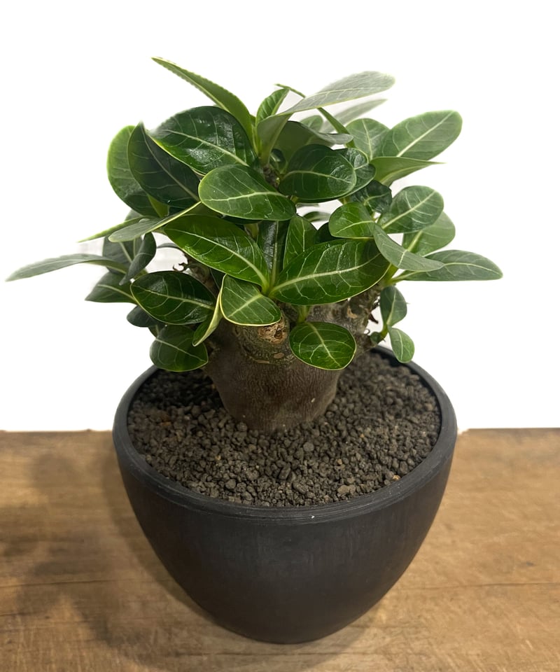 アデニウム アラビカム ドワーフ “ブラック”「Adenium arabicum Dwar