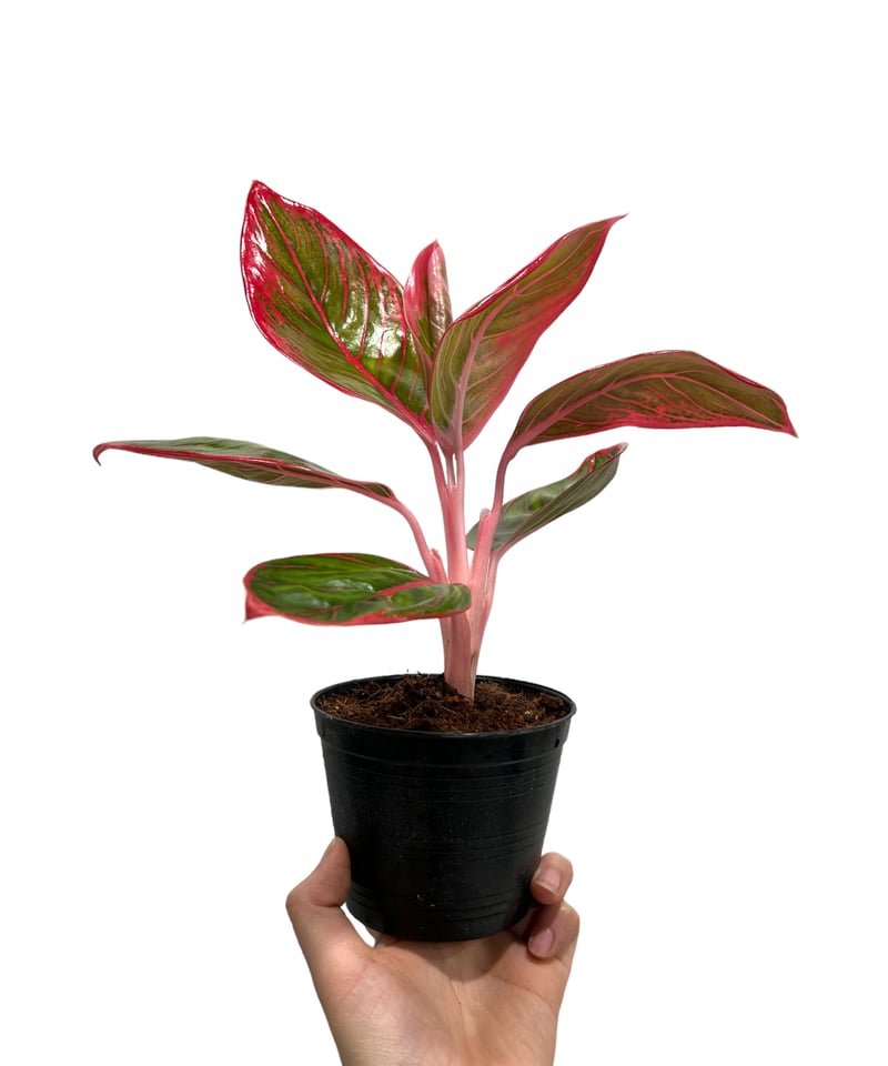 アグラオネマ リップスティック カンザ 「Aglaonema Lipstick Khanza」