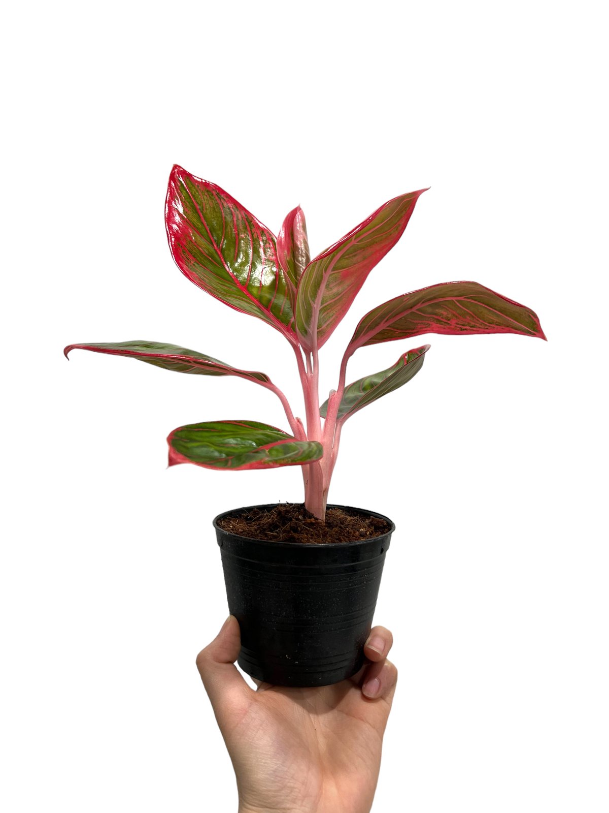 アグラオネマ　リップスティック　カンザ C fit=scale-down,w=1200