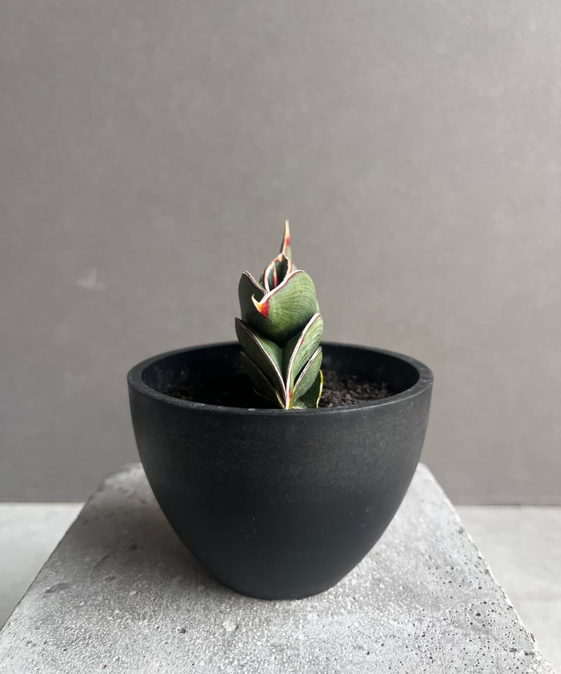 サンセベリア ロリダ 「Sansevieria rorida」35B | SHOUCHIKUEN