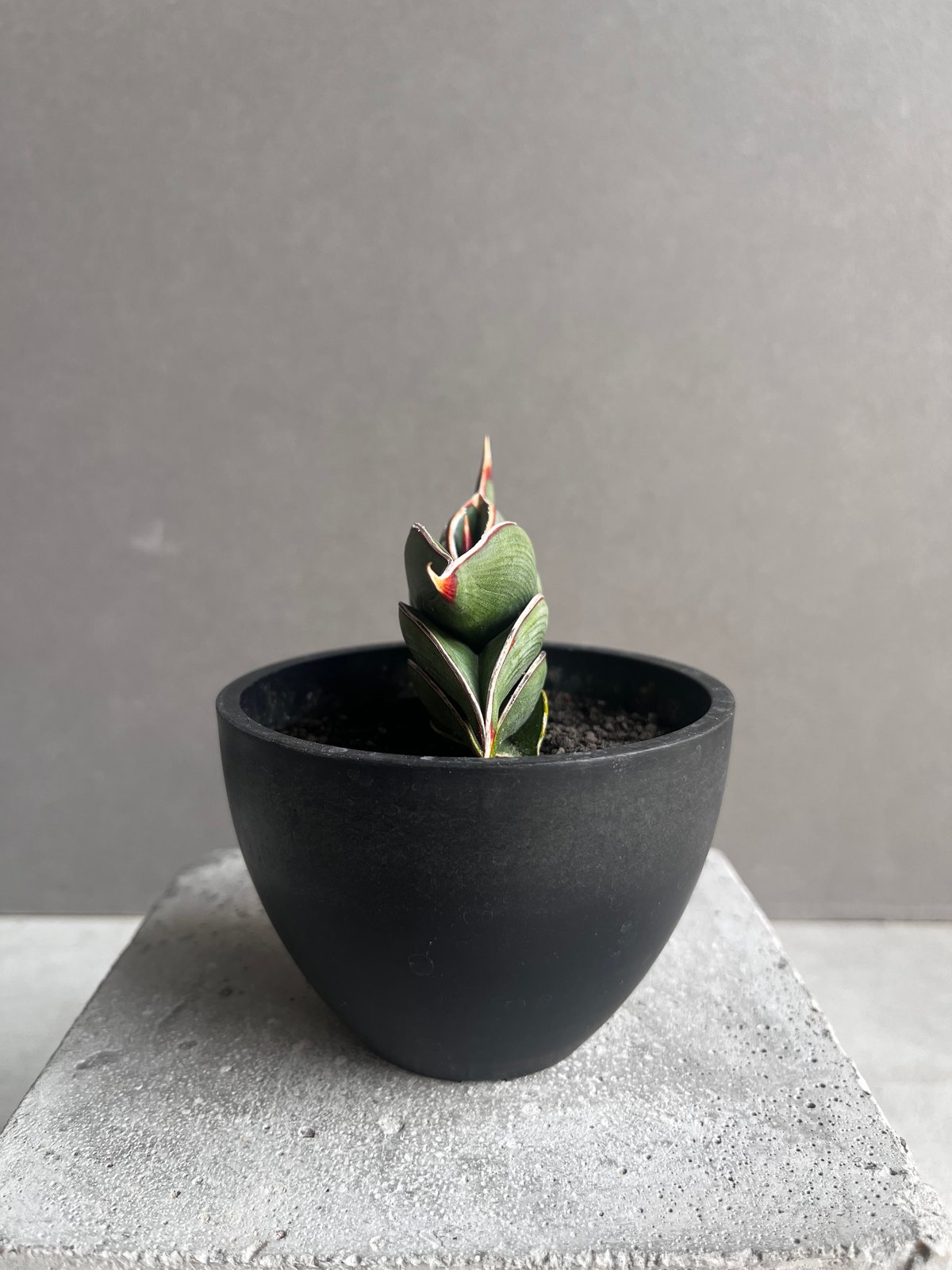 サンセベリア ロリダ 「Sansevieria rorida」35B | SHOUCHIKUEN