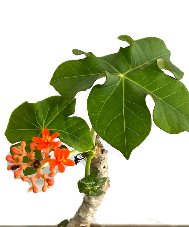 ヤトロファ sp. グアテマラ “jatropha sp. Guatemala” ヤトロファ sp. グアテマラ＋pmp 「 jatropha sp. Guatemala」5