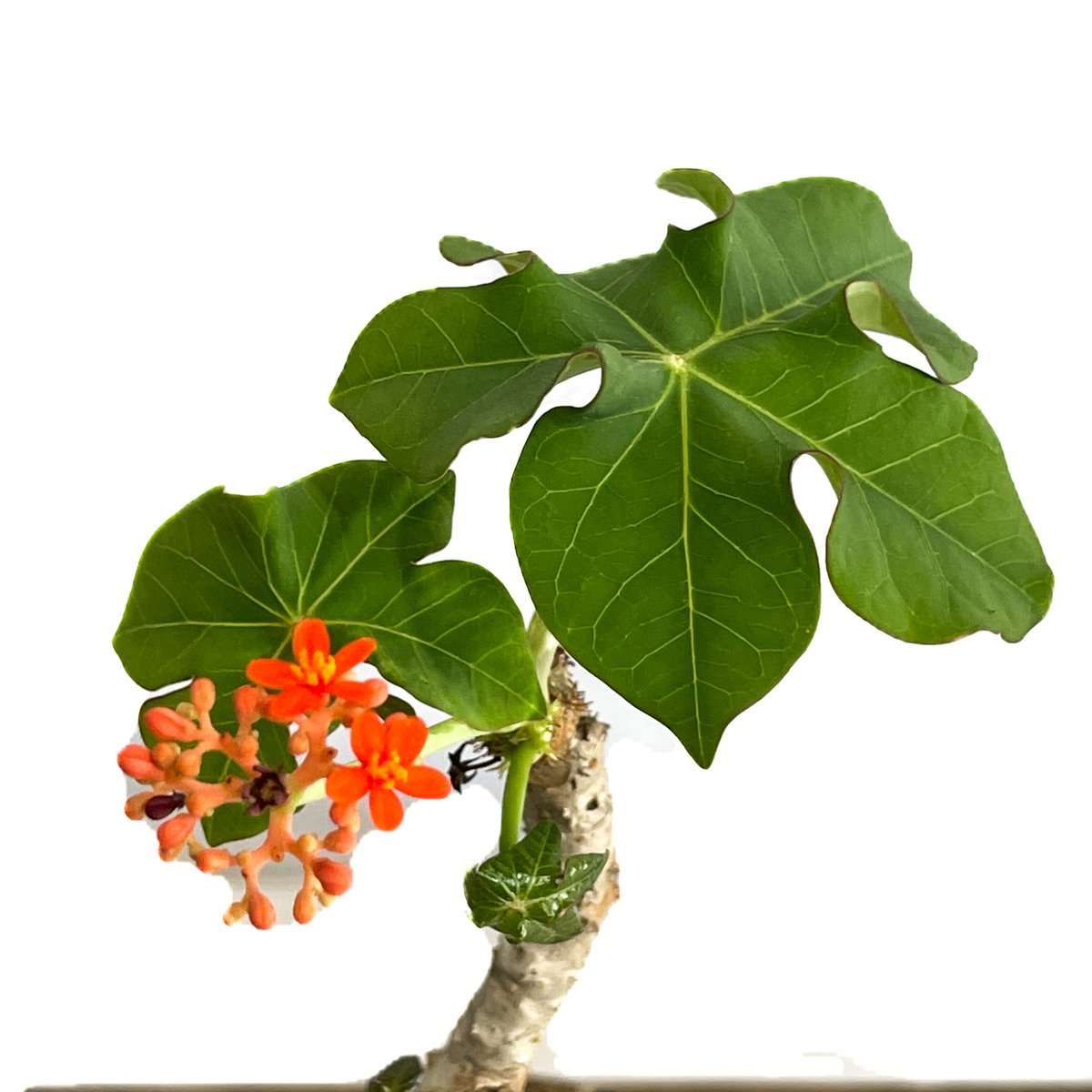 ヤトロファ sp. グアテマラ “jatropha sp. Guatemala” fit=scale-down,w=1200