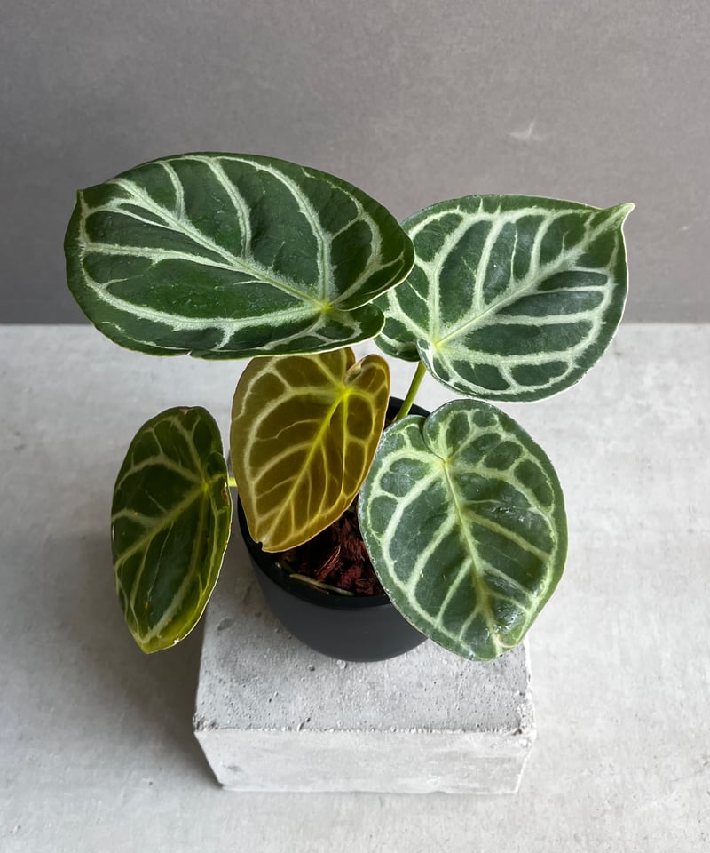 アンスリウム ドラヤキ x パピリラミナム 「Anthurium Dorayaki アンスリウム ドラヤキ x パピリラミナム 「Anthurium Dorayaki