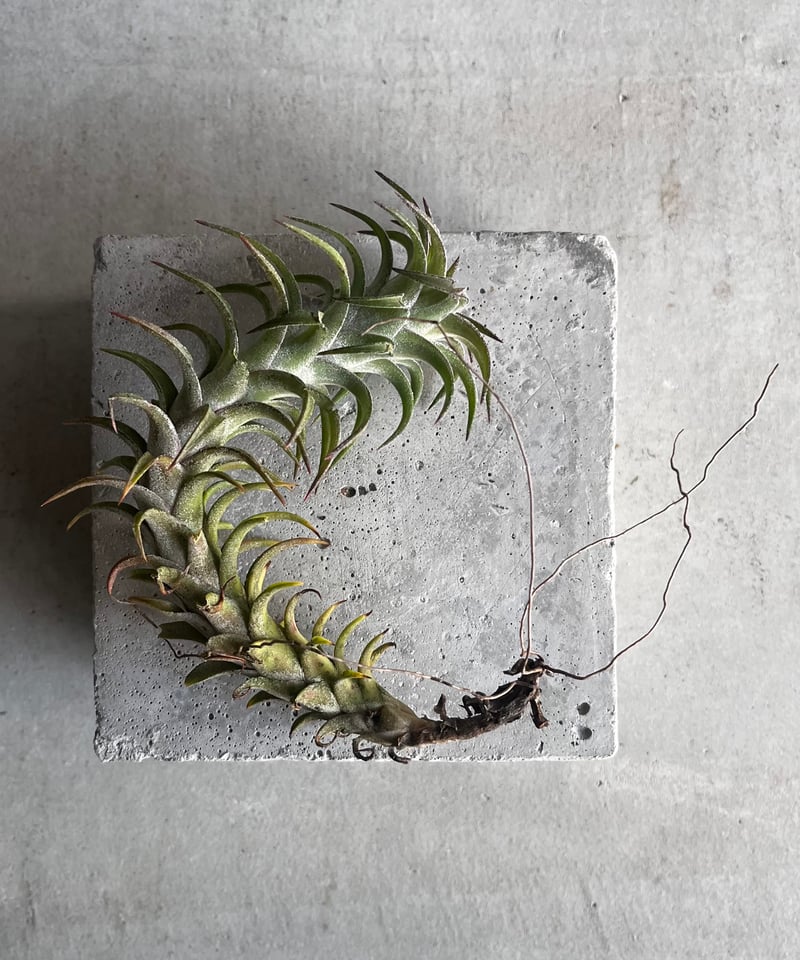 ティランジア バンハイニンギー 斑入 「Tillandsia vanhyningii Vari