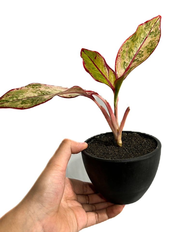 アグラオネマ サイアム オーロラ 斑入「Aglaonema Siam Aurora