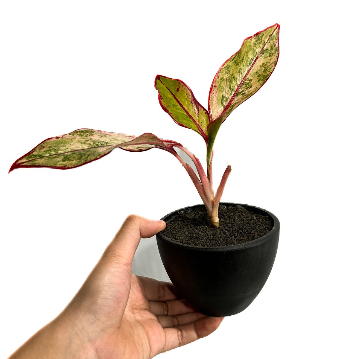 アグラオネマ サイアム オーロラ 斑入「Aglaonema Siam Aurora