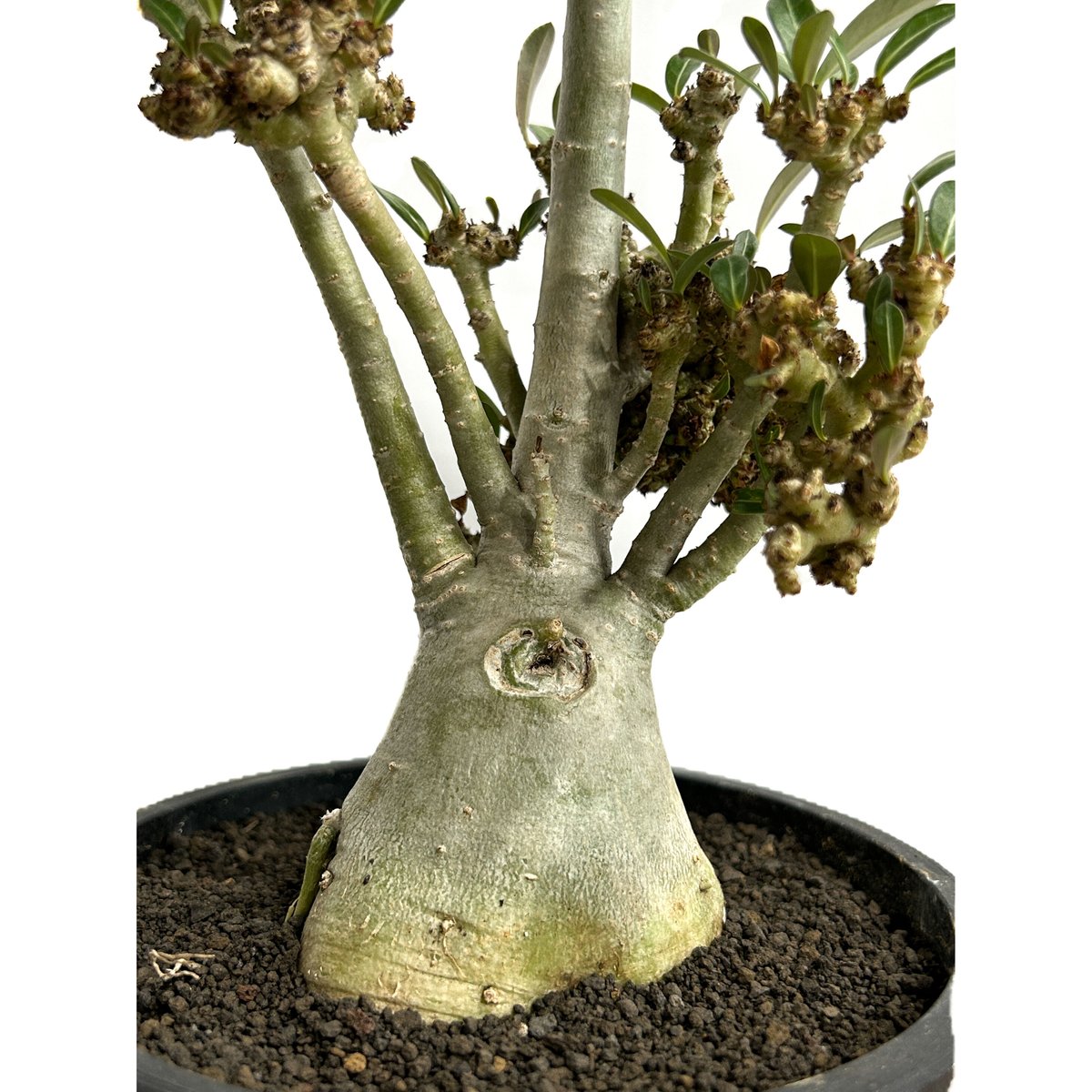 アデニウム 突然変異種 選抜個体「Adenium mutant」46B-4 | SHOUCH