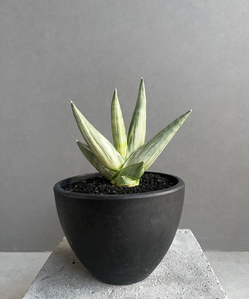 サンスベリア ユキオンナ Sansevieria Yuki Onna サンセベリア 雪女(ユキオンナ) 「Sansevieria Yuki Onna」24F