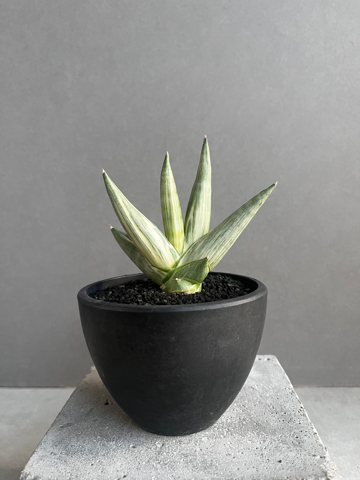 サンスベリア ユキオンナ Sansevieria Yuki Onna サンスベリア ユキオンナ Sansevieria Yuki Onna