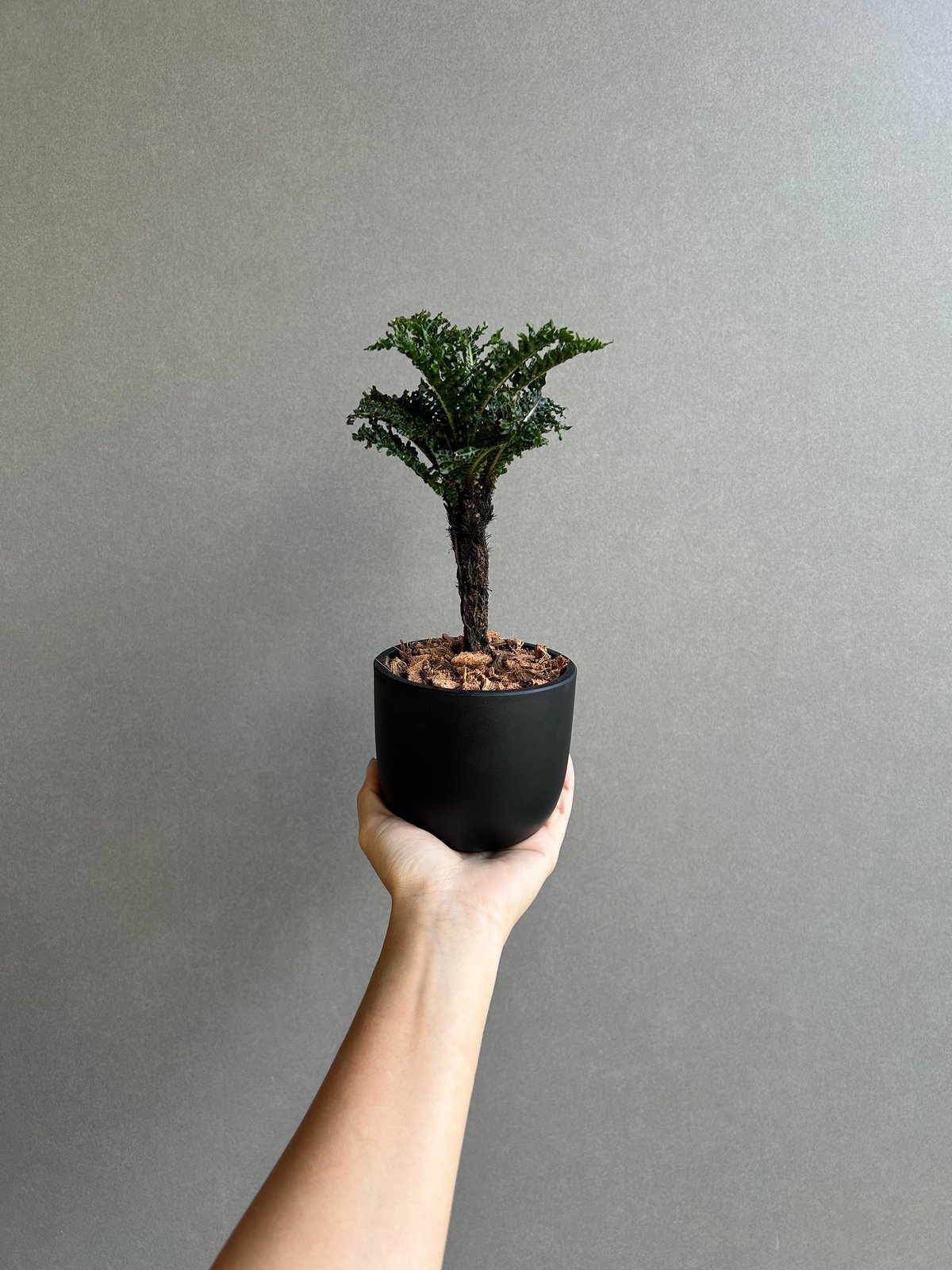 ブレクナム ギッバム ドワーフ ブレクナム ギッバム ドワーフ 「Blechnum gibbum Dwarf 」90H