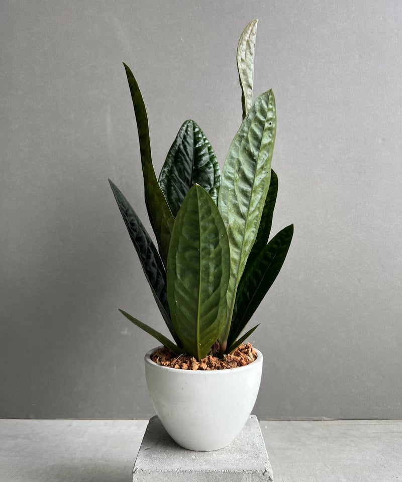 アンスリウム スパーバム 「Anthurium superbum」11Y | SHOUCHIKUEN