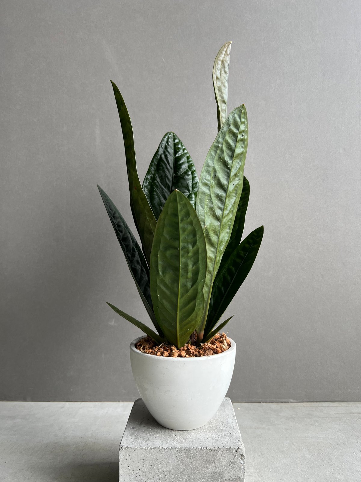 【HS】アンスリウム　BWxBW HS】アンスリウム BWxBW HS】アンスリウム BWxBW アートフラワー