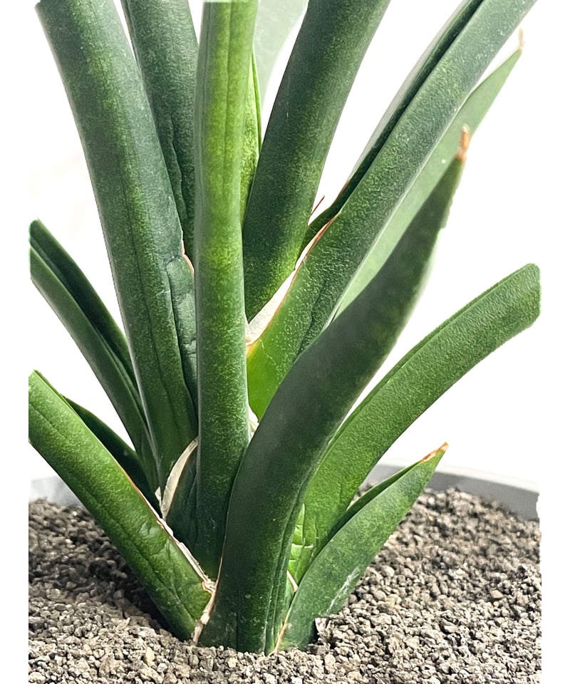 サンセベリア バオダム「Sansevieria Baodam」7/25-73A | SHOUC サンセベリア バオダム「Sansevieria Baodam」7/25-73A | SHOUC