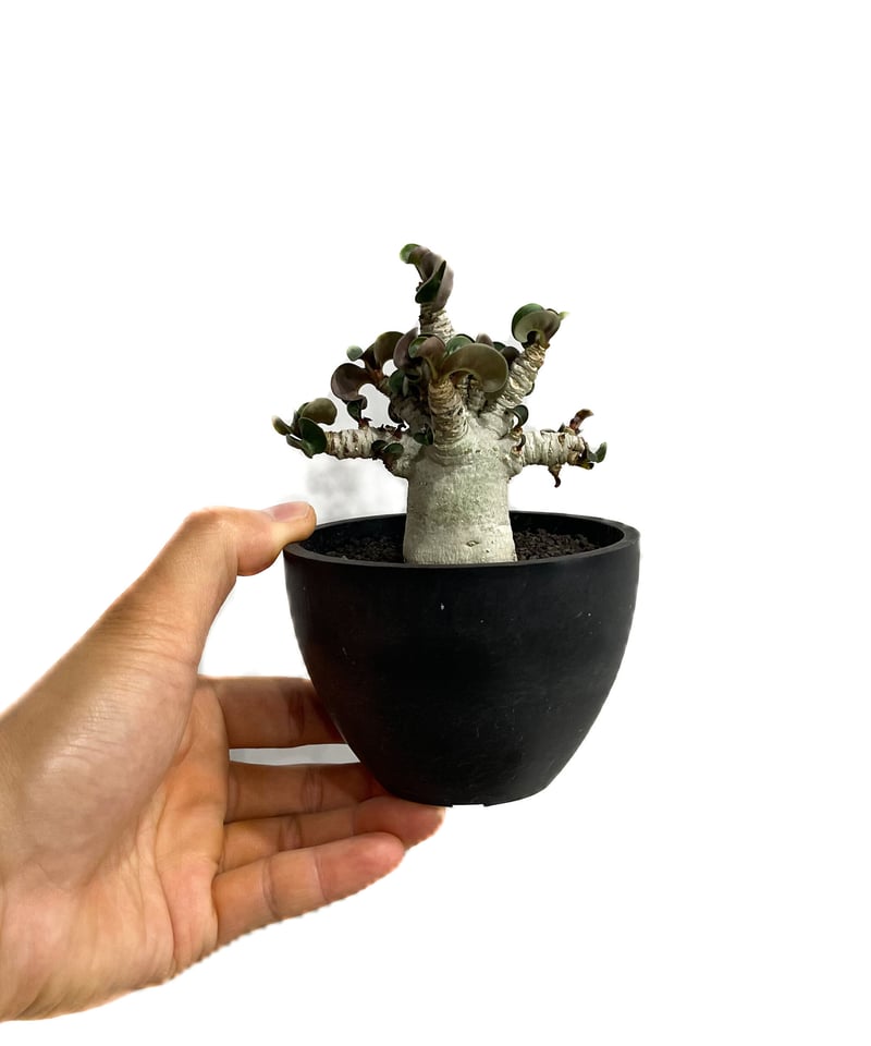 獅子葉DHA4】ドーセットホーンエンペラー大苗 adenium 鋭き