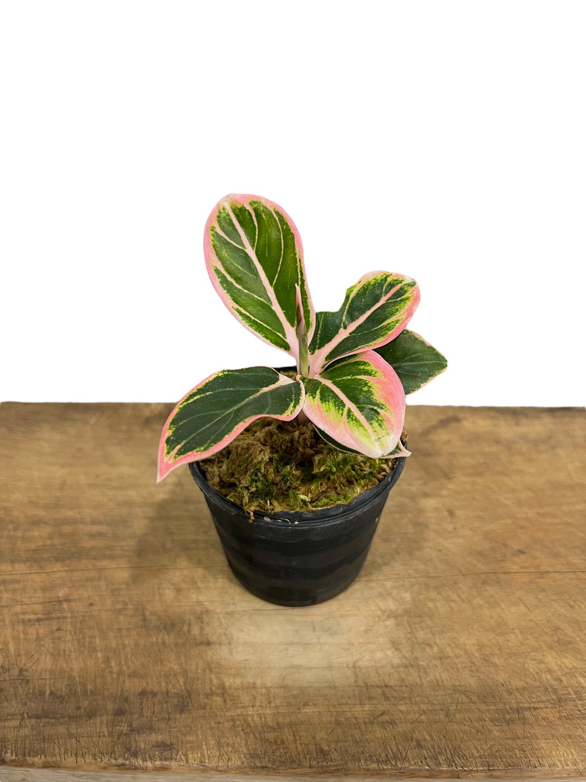 アグラオネマ ロータス デライト 「Aglaonema Lotus Delight アグラオネマ ロータス デライト 「Aglaonema Lotus Delight