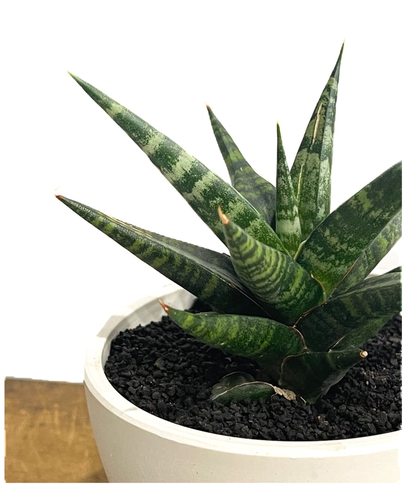 サンセベリア ブラック ダイヤモンド「Sansevieria Black Diamond」15