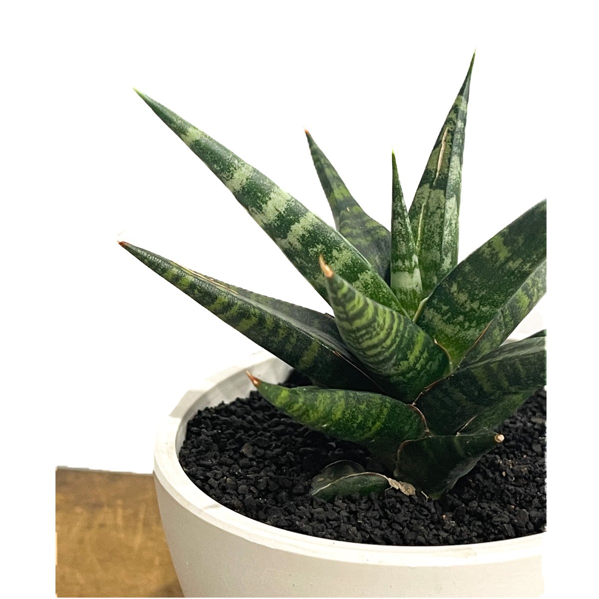 サンセベリア ブラック ダイヤモンド「Sansevieria Black
