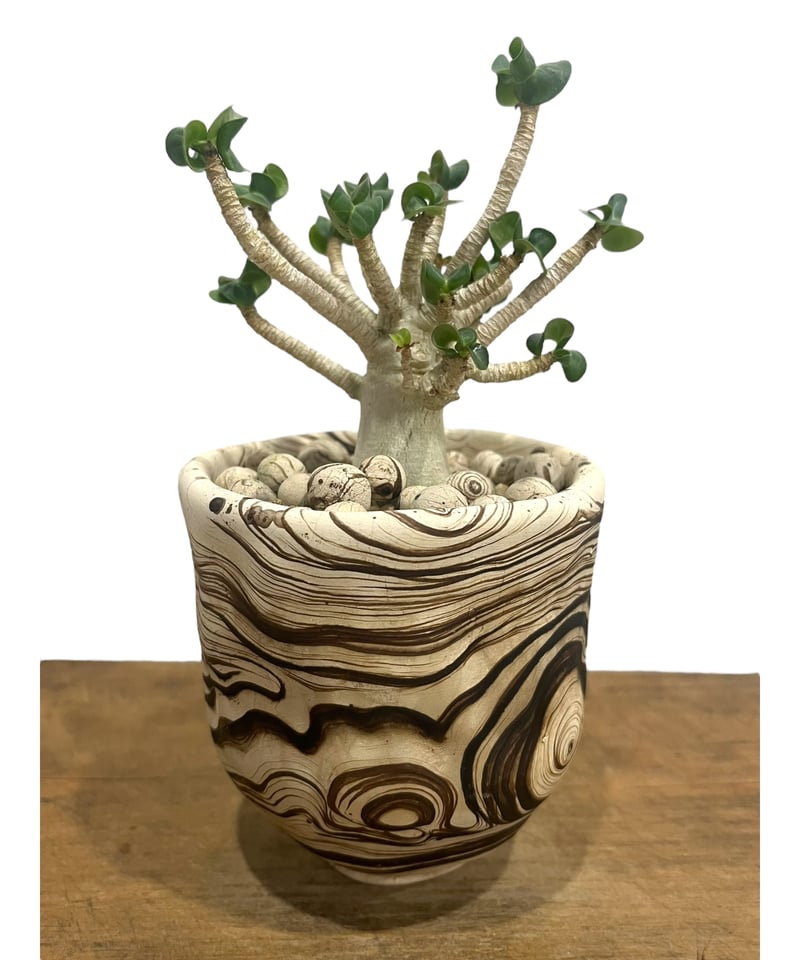 【レア/獅子葉/アデニウム/ブラックスキン】 DHA - A アデニウム D.H.A 獅子葉 1 | STELLA.PLANTS