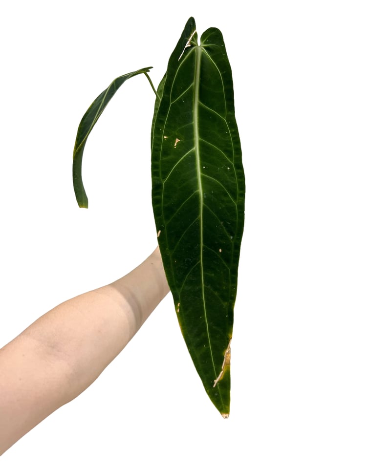 アンスリウム ワロクアナム ダーク&ナロー フォーム 「Anthurium