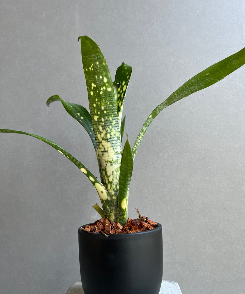 ビルベルギア タルボット フルーツケーキ「Billbergia Talbot ビルベルギア タルボット フルーツケーキ「Billbergia Talbot