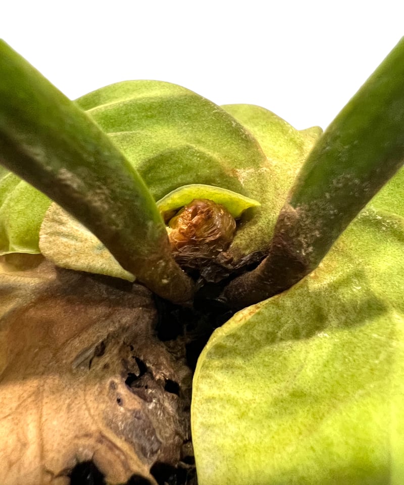 ビカクシダ リドレイ(by ヌクル) 「Platycerium ridleyi (by Nuk
