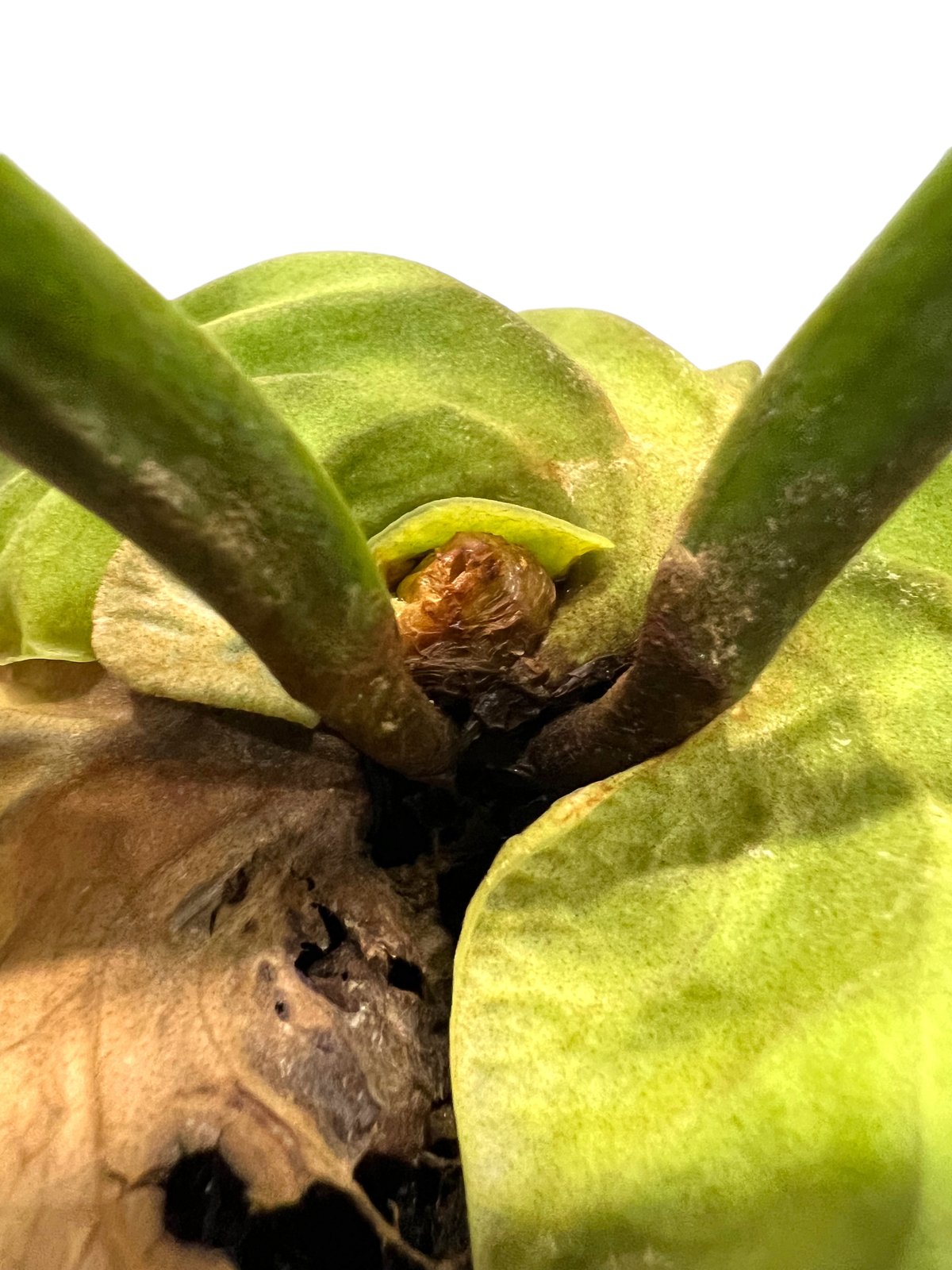 ビカクシダ リドレイ(by ヌクル) 「Platycerium ridleyi (by Nuk